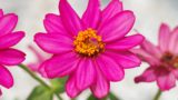 花が咲かない原因は イベリスの育て方や花言葉の意味 スキハナ